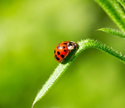 Ladybug beetle on a blade of grass on a green background Stock Photos