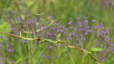 Ladybug beetle crawling across vine, E U... | Stock Video | Pond5