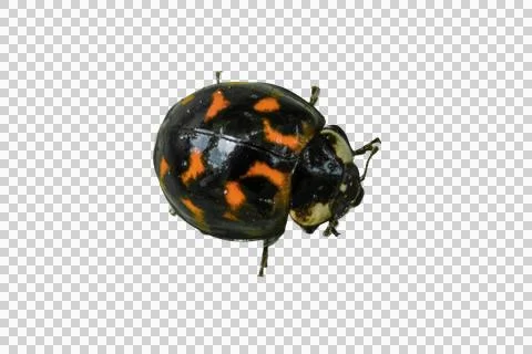 Ladybug beetle crawling, isolated on transparent background Stock Photos