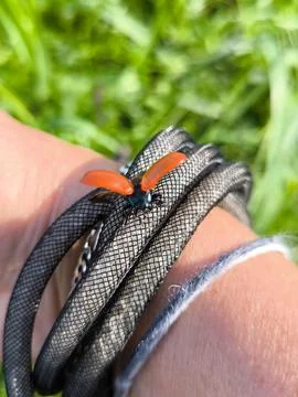 A ladybug-like beetle crawls on a womans hand Stock Photos