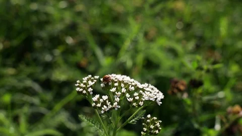Ladybug beetle on a flower Stock Footage 254554141