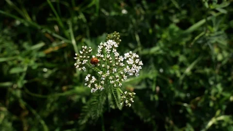 Ladybug beetle on a flower Stock Footage 254593661