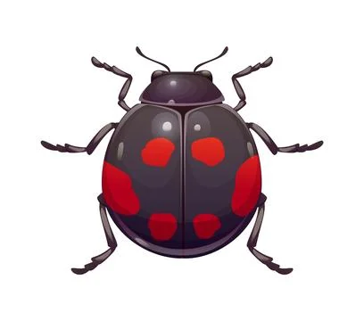 Ladybug beetle insect with glossy dark grey shell 库存插图