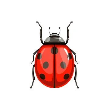 Ladybug beetle, insect parasite bug pest control Illustration
