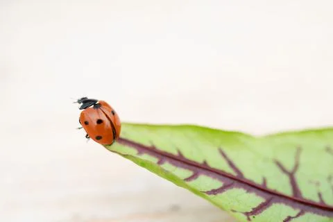 Ladybug, a beetle insect, perched on a leaf, part of a plant landscape Stock Photos
