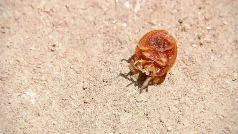 A ladybug beetle insect struggling upside down on its back Stock Footage 232970878