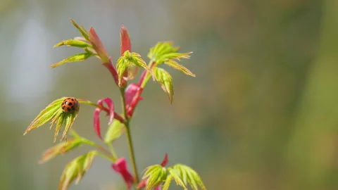 Ladybug Beetle Or Coccinellidae Perched On A Leaf Of Japanese Maple. Colorful Video stock 258625423