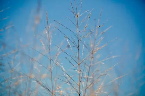 Ladybug Beetle Foto stock
