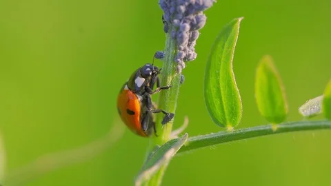 A ladybug beetle sits on a plant stalk near the aphid Vídeos de archivo 112157197