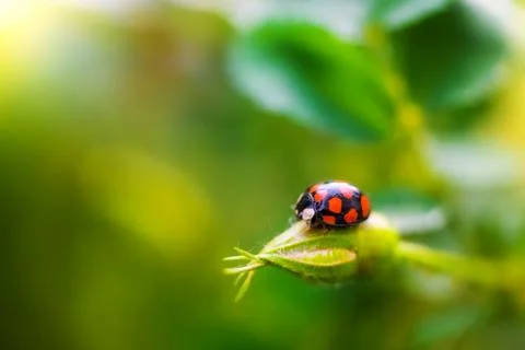 Ladybug beetle sitting on a leaf Stock Photos