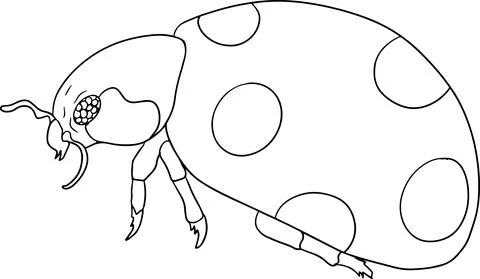 Ladybug. Beetles coloring pages. Vector, hand drawn illustration. Stock Illustration