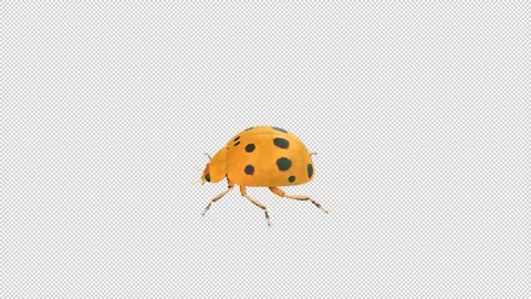 Ladybug behavior idle Stock Footage 321015871