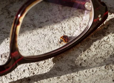 Ladybug behind the glasses Stock Photos