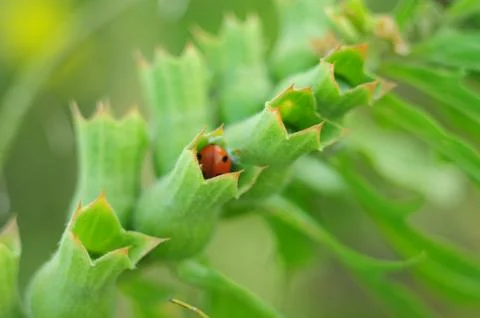 Ladybug in the bell bud Stock Photos