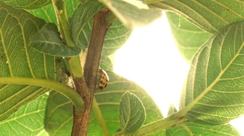 Ladybug Below Leaf Stock Footage 8574070