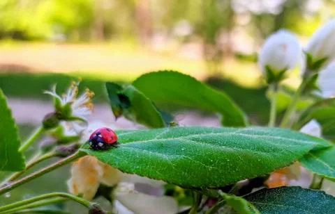 Ladybug with black dots on leaf Stock Photos