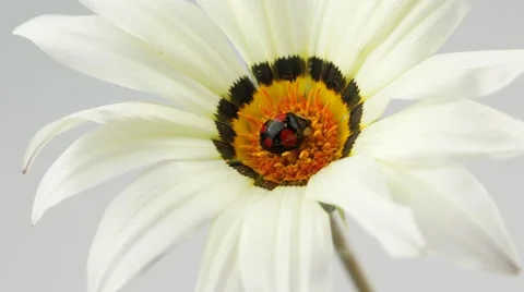 Ladybug, black with red spots in flower with pollen Stock Footage 56394190