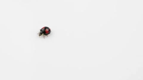 Ladybug, black with red spots, take off Stock Footage 56393676