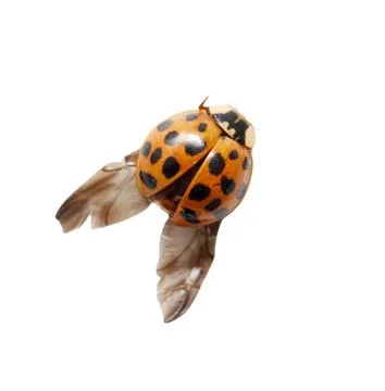 Ladybug with black spots on its back Stock Photos