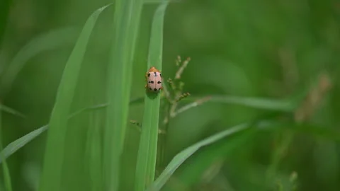 Ladybug on a Blade of Grass Close-up 4K ProRes Stock Footage 346706293