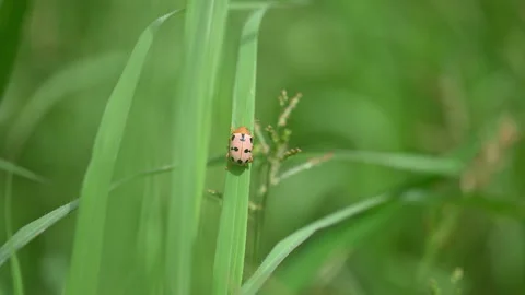 Ladybug on a Blade of Grass Close-up 4K ProRes Stock Footage 346706375