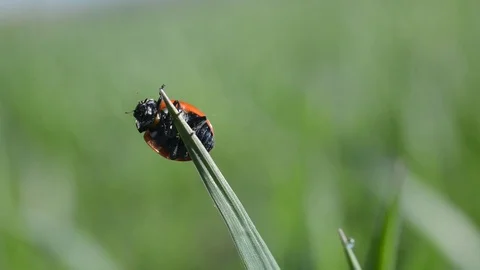 Ladybug on blade of grass. Stock Footage 74407739