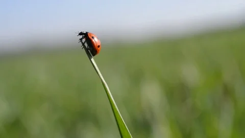 Ladybug on blade of grass. Stock Footage 74407764