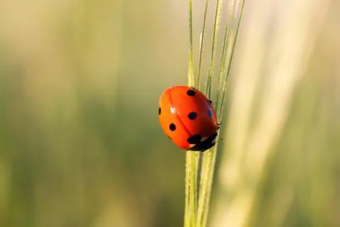 Ladybug on blade of green grass Stock Photos