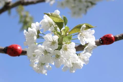 Ladybug on a blooming cherry tree Stock Photos