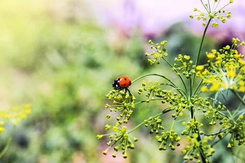 Ladybug on blooming dill. Foto stock