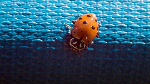 Ladybug on a blue background in California Stock Footage 38375650