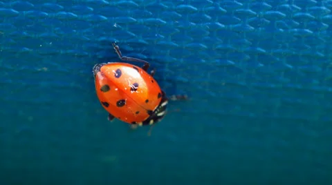 Ladybug on a blue floor Stock Footage 38375168