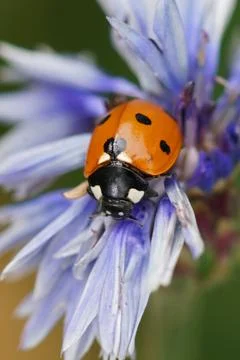 Ladybug on Blue Flower Close-Up Stock Photos