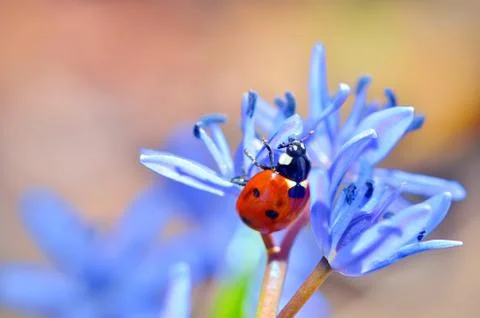 Ladybug on blue flower Stock Photos