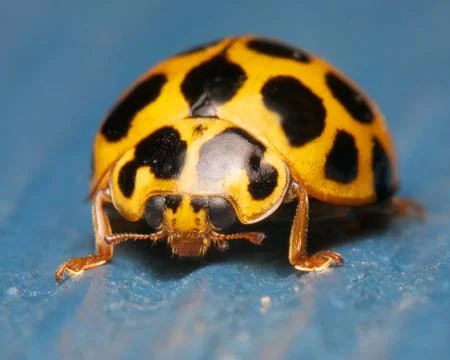 Ladybug on blue Stock Photos