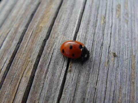 Ladybug on the boards summer day Stock Photos