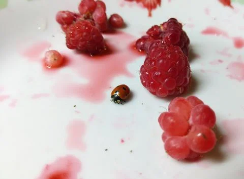 A ladybug is at the bottom of a plate between ripe raspberries Stock Photos