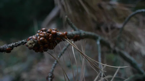 Ladybug Branch 2 Stock Footage 34422721