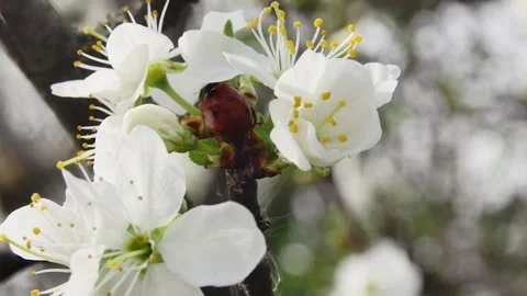 Ladybug on a branch with blooming flowers in the spring forest Vídeos de archivo 271089373