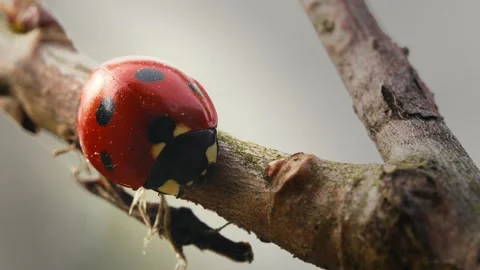 Ladybug on a Branch in a Forest Macro Shot During Cloudy Daylight. Stock Footage 316294391