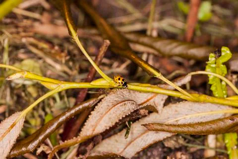 Ladybug on a branch Foto stock