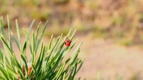 Ladybug On A Branch Of Pine Stock Footage 8365702