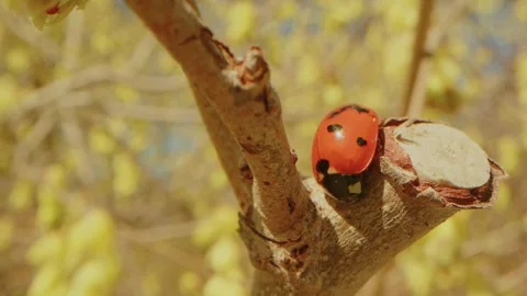 Ladybug on Branch at Planting Fields Arboretum, Oyster Bay, NY Video stock 318428445