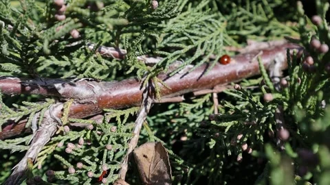 Ladybug on Branches Moving in the Wind Stock Footage 236240417