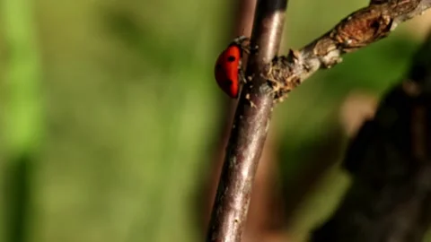 Ladybug , a bright red beetle with black dots moves along a wooden branch with g Stock Footage 163033393