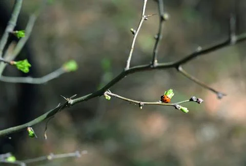 Ladybug on Budding Spring Branch in Forest Light Stock Photos
