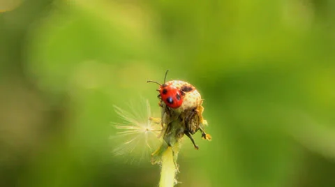 Ladybug (a bug red with black points) sits on a dandelion Stock Footage 24723632