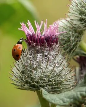 Ladybug on a burdock flower Foto stock