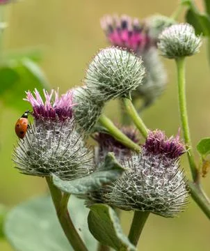 Ladybug on a burdock flower Foto stock