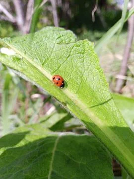 Ladybug on a burdock Stockfoto's